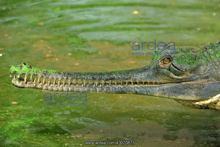 : Gharial / Gavial : Gharial / Gavial