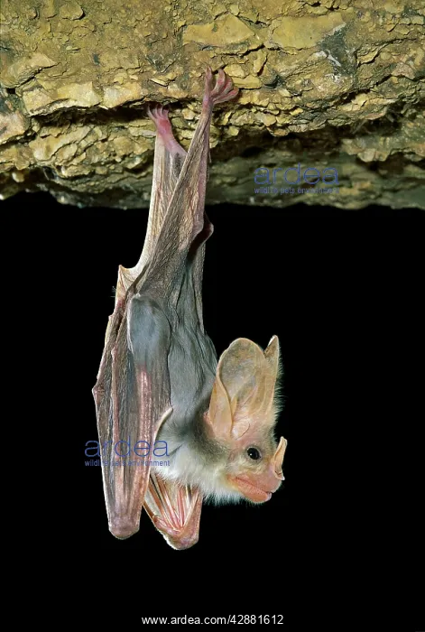 : Ghost Bat - Hanging suspended from cave roof showing : Ghost Bat - Hanging suspended from cave roof showing