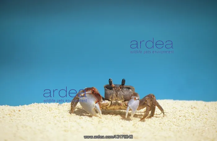 : Ghost Crab : Ghost Crab