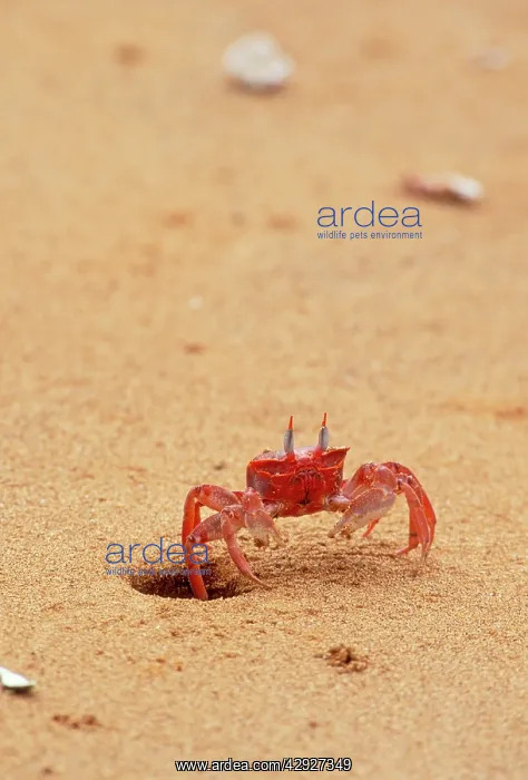 : Ghost Crab - on beach : Ghost Crab - on beach