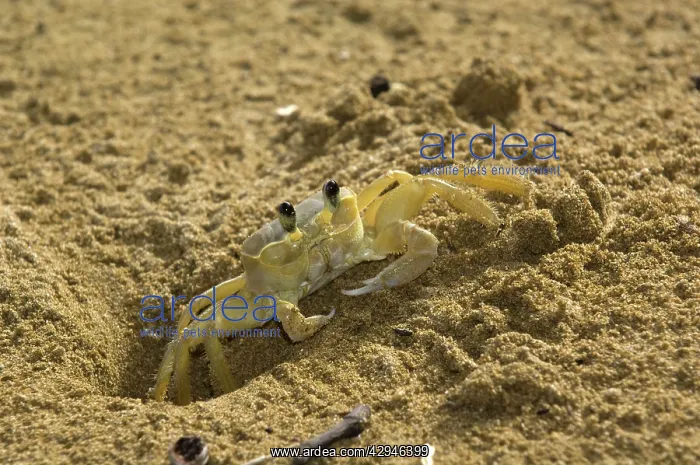 : Ghost crab - close upfront view emerging from burrow : Ghost crab - close upfront view emerging from burrow