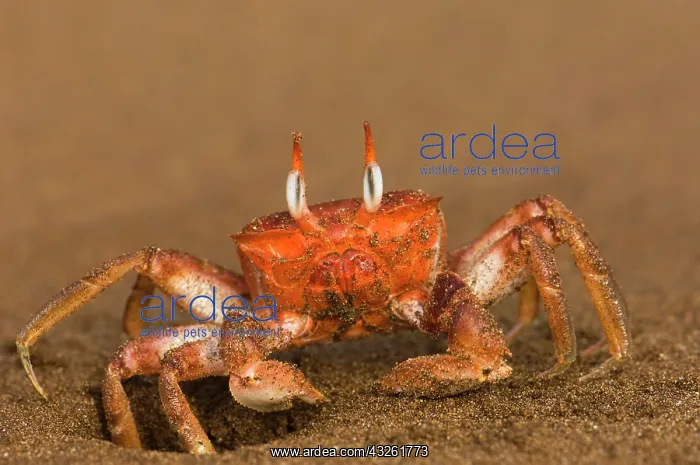 : Ghost Crab (Ocypode gaudichaudii) Santiago : Ghost Crab (Ocypode gaudichaudii) Santiago