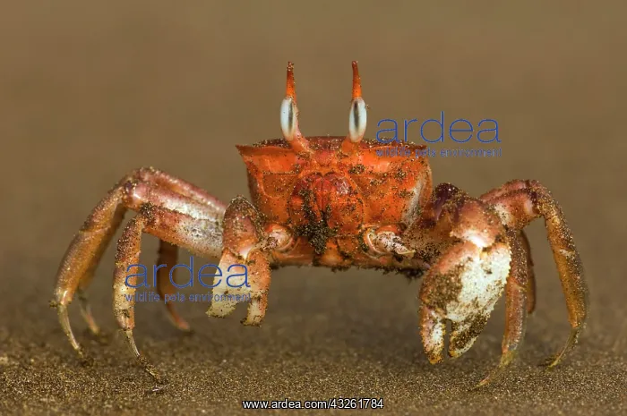 : Ghost Crab (Ocypode gaudichaudii) Santiago : Ghost Crab (Ocypode gaudichaudii) Santiago