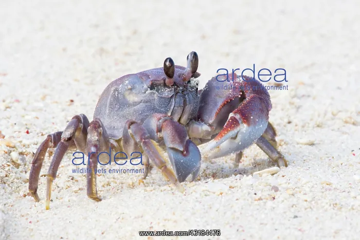 : Ghost crab (Ocypodus cordimanus), racing crab, La : Ghost crab (Ocypodus cordimanus), racing crab, La