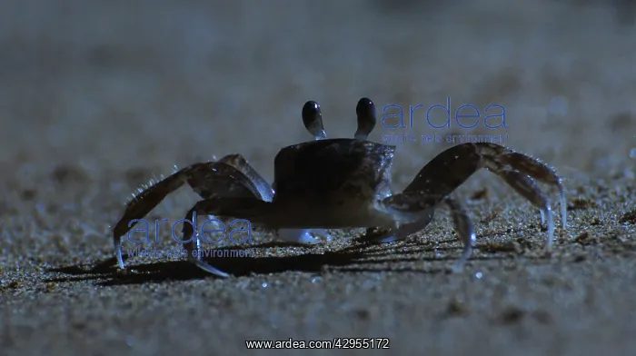 : Ghost Crab - outside its burrow on the beach at night : Ghost Crab - outside its burrow on the beach at night