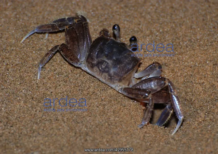 : Ghost Crab - outside its burrow on the beach at night : Ghost Crab - outside its burrow on the beach at night