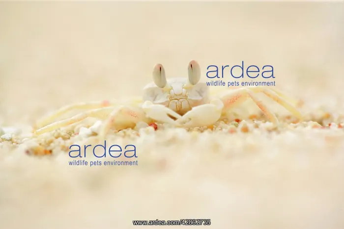 : Ghost Crab - perfect mimickry of a white ghost : Ghost Crab - perfect mimickry of a white ghost
