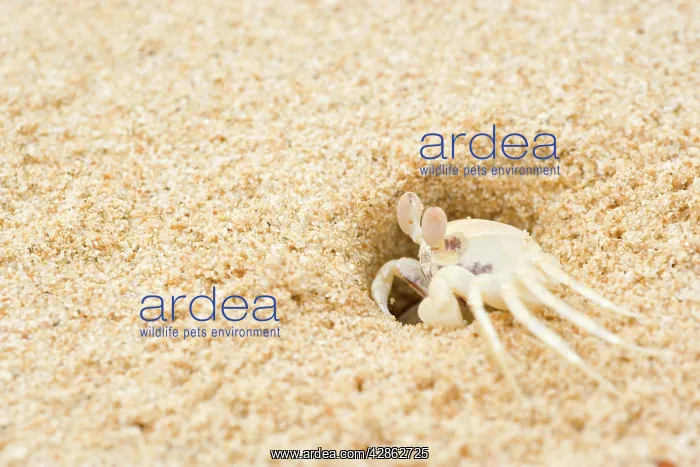 : Ghost Crab - perfect mimicry of a white ghost crab : Ghost Crab - perfect mimicry of a white ghost crab
