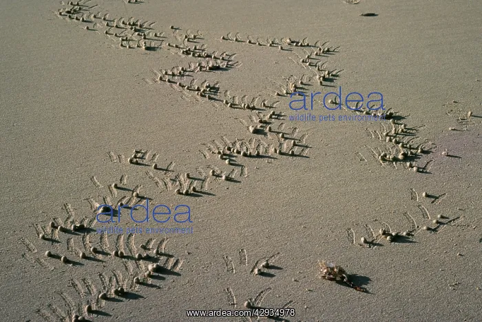 : GHOST CRAB - scratches : GHOST CRAB - scratches