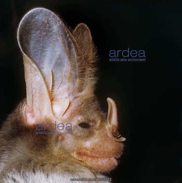: Ghost / False Vampire Bat : Ghost / False Vampire Bat