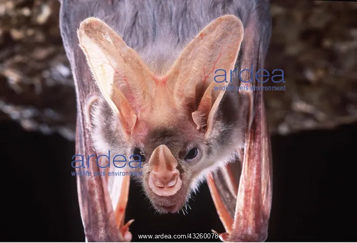 : Ghost / False Vampire Bat BAT : Ghost / False Vampire Bat BAT