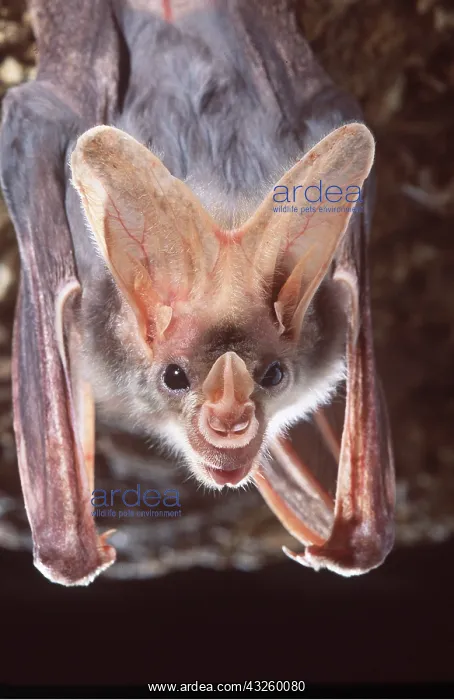 : Ghost / False Vampire Bat - close-up of head : Ghost / False Vampire Bat - close-up of head