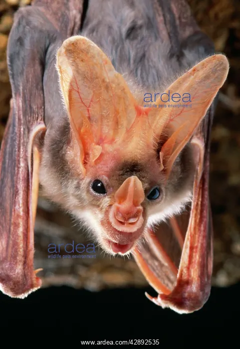 : Ghost / False Vampire BAT - hanging, close-up of head : Ghost / False Vampire BAT - hanging, close-up of head