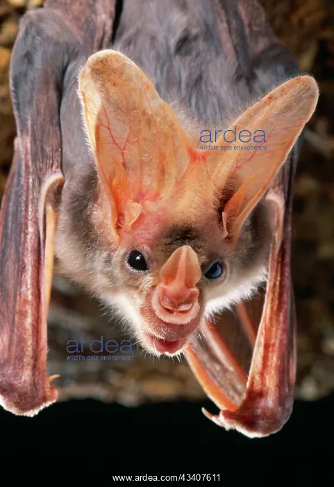 : Ghost / False Vampire BAT - hanging, close-up of head : Ghost / False Vampire BAT - hanging, close-up of head