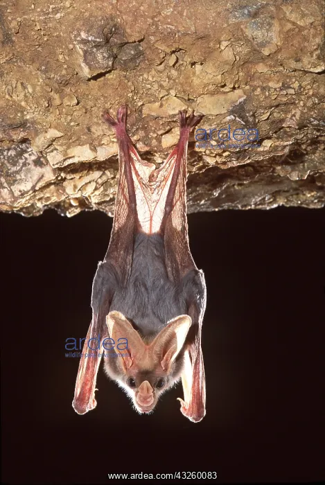 : Ghost / False Vampire Bat - hanging from rock, Carnivorous : Ghost / False Vampire Bat - hanging from rock, Carnivorous