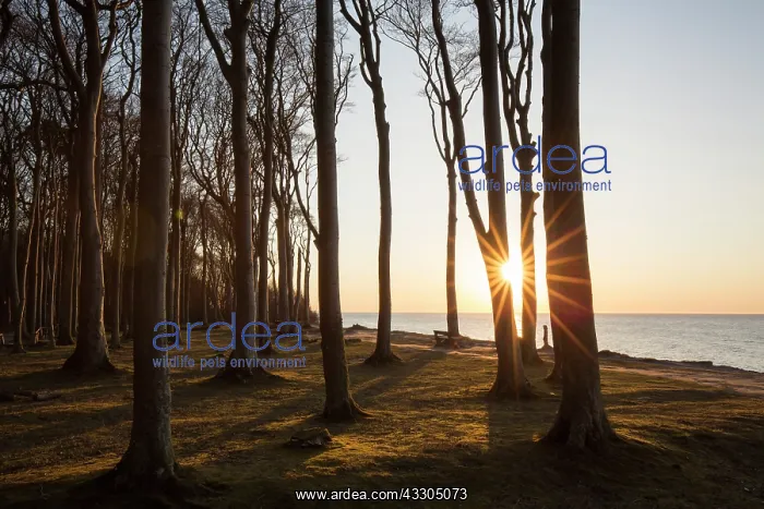 : The Ghost Forest near the village of Nienhagen - : The Ghost Forest near the village of Nienhagen -