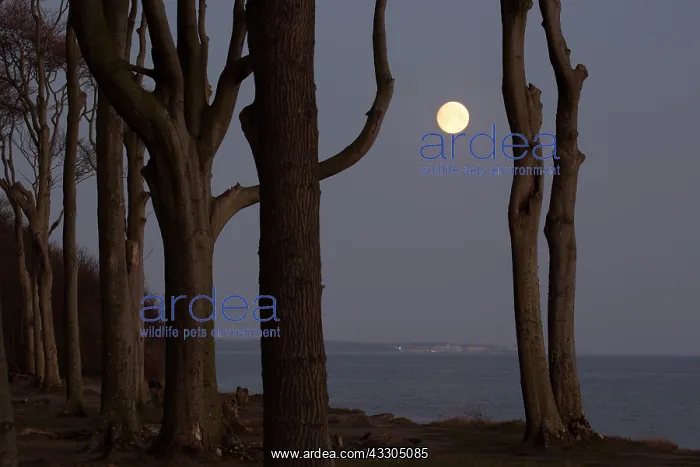 : The Ghost Forest near the village of Nienhagen - : The Ghost Forest near the village of Nienhagen -