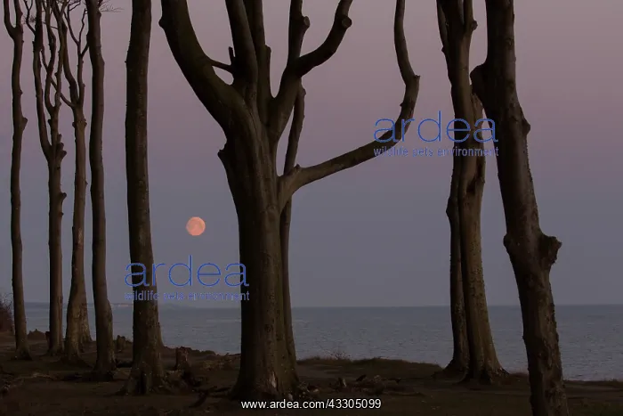: The Ghost Forest near the village of Nienhagen - : The Ghost Forest near the village of Nienhagen -