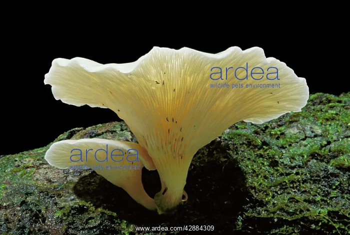 : Ghost Fungus - Glows in the dark (daytime shot) : Ghost Fungus - Glows in the dark (daytime shot)