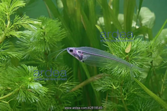 : Ghost / Glass Catfish - side view by weeds : Ghost / Glass Catfish - side view by weeds