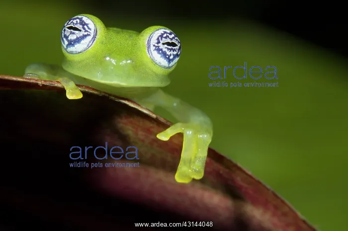 : Ghost Glass Frog : Ghost Glass Frog