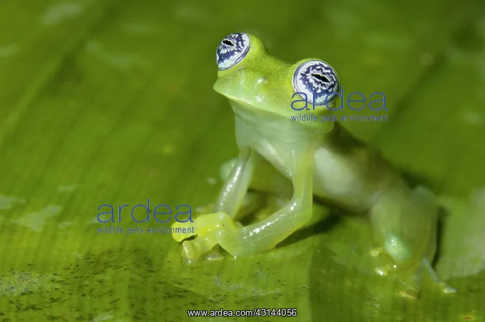 : Ghost Glass Frog : Ghost Glass Frog