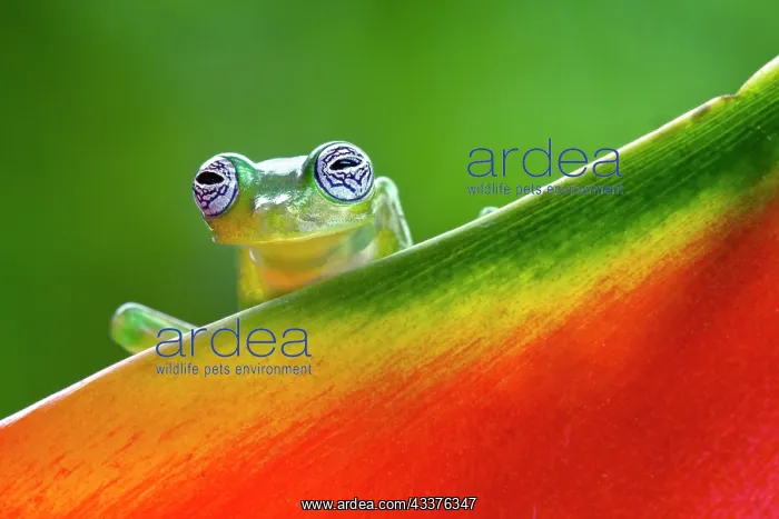 : Ghost Glass Frog, Costa Rica : Ghost Glass Frog, Costa Rica