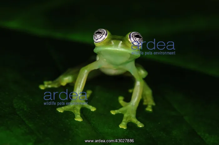: Ghost Glass Frog / Limon Giant Glass Frog, San Cipriano : Ghost Glass Frog / Limon Giant Glass Frog, San Cipriano