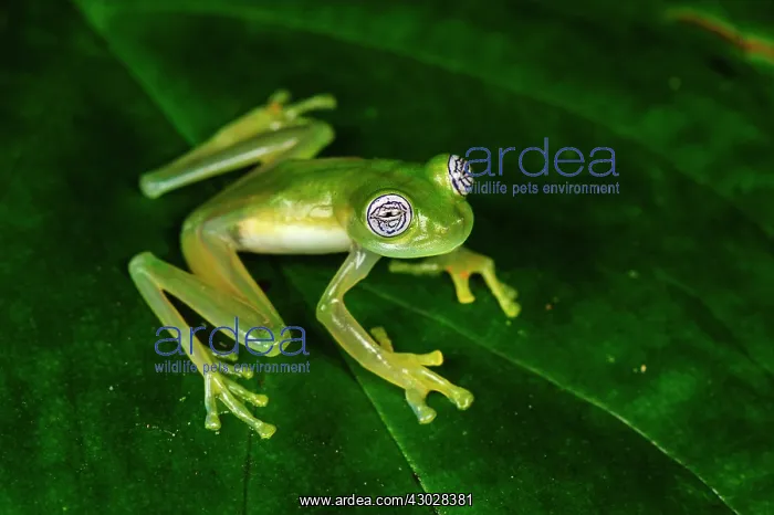 : Ghost Glass Frog / Limon Giant Glass Frog, San Cipriano : Ghost Glass Frog / Limon Giant Glass Frog, San Cipriano