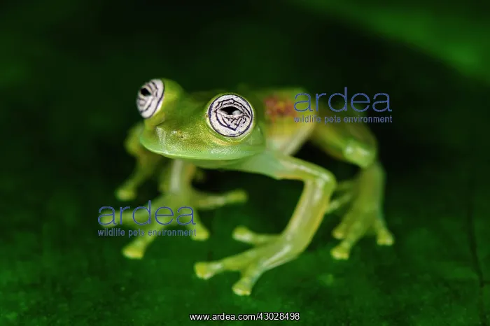 : Ghost Glass Frog / Limon Giant Glass Frog, San Cipriano : Ghost Glass Frog / Limon Giant Glass Frog, San Cipriano