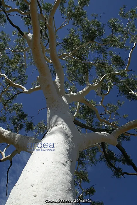 : Ghost Gum - 33m tall. 300 years old : Ghost Gum - 33m tall. 300 years old