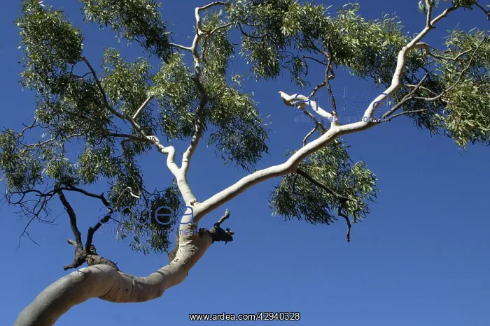 : Ghost Gum (Corymbia aparrerinja ). Newhaven Bird Sanctuary, Northern Territory, Australia : Ghost Gum (Corymbia aparrerinja ). Newhaven Bird Sanctuary, Northern Territory, Australia