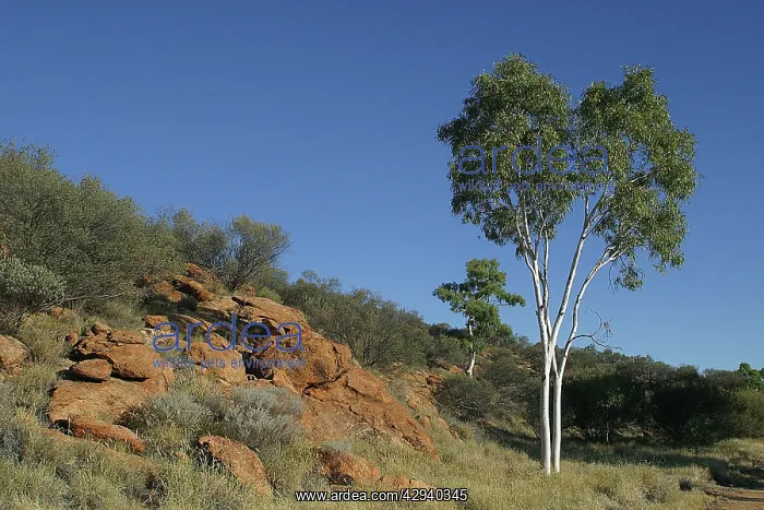 : Ghost Gum in Alice Springs landscape : Ghost Gum in Alice Springs landscape