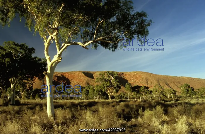 : Ghost gum (Corymbia aperrinja), Petermann Ranges : Ghost gum (Corymbia aperrinja), Petermann Ranges