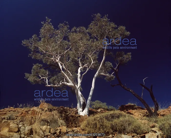  : Ghost Gum EUCALYPTUS