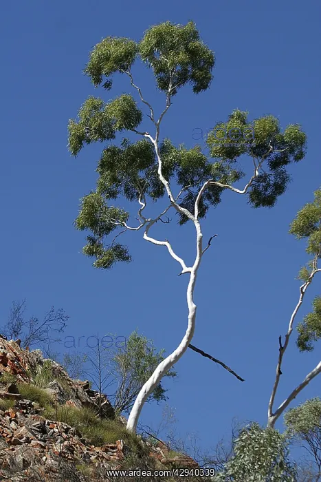 : Ghost Gum - Named after the glisteneing white bark : Ghost Gum - Named after the glisteneing white bark