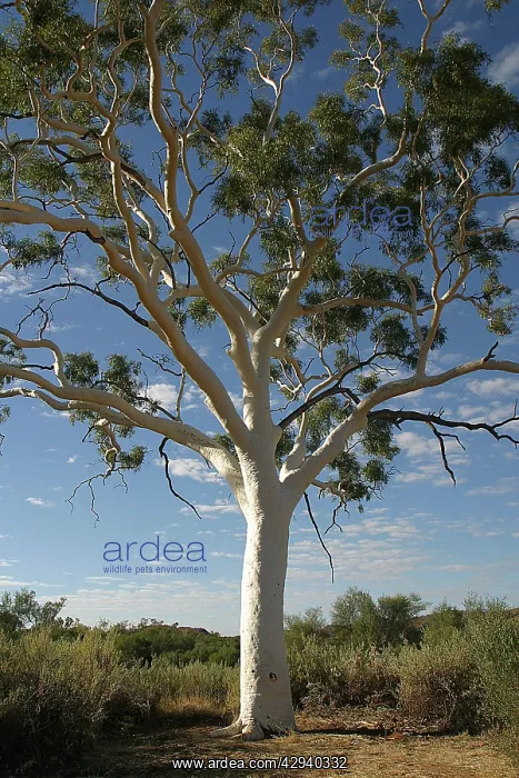 : Ghost Gum - Named after the glistening white bark : Ghost Gum - Named after the glistening white bark
