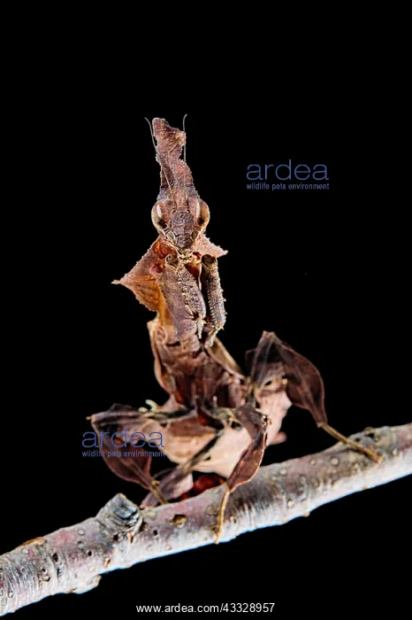 : Ghost mantis (Phyllocrania paradoxa) on black background : Ghost mantis (Phyllocrania paradoxa) on black background