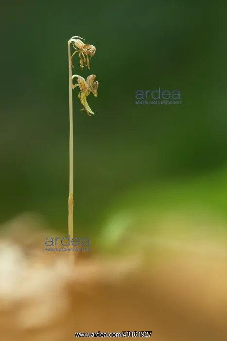 : Ghost Orchid : Ghost Orchid
