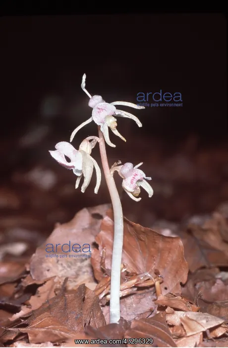 : Ghost ORCHID : Ghost ORCHID