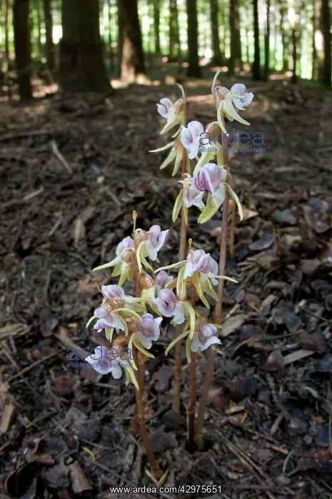  : Ghost Orchids