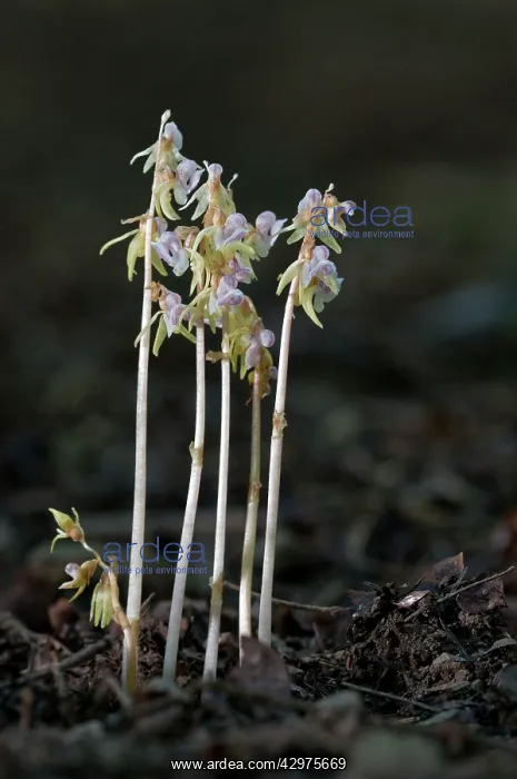  : Ghost Orchids