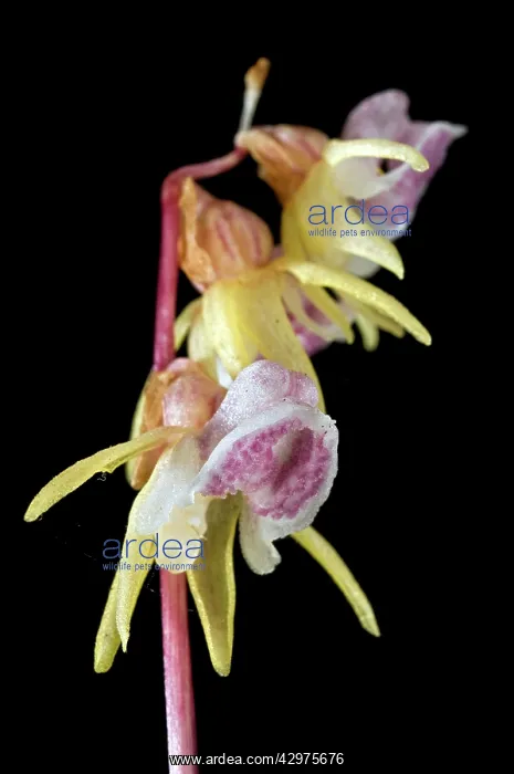 : Ghost Orchids - flower details : Ghost Orchids - flower details