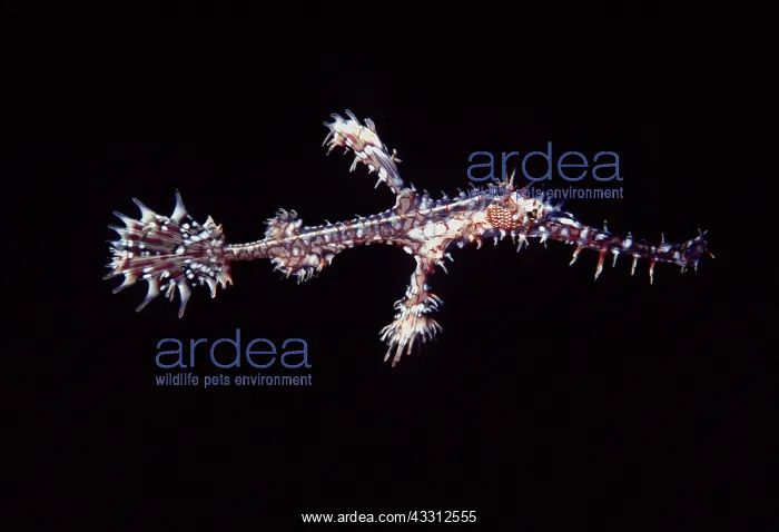 : GHOST PIPE FISH : GHOST PIPE FISH