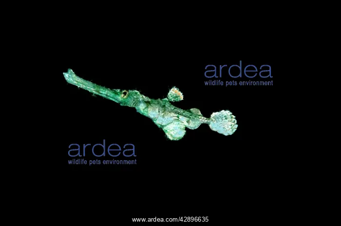 : Ghost Pipe fish - at night swimming over black sand : Ghost Pipe fish - at night swimming over black sand