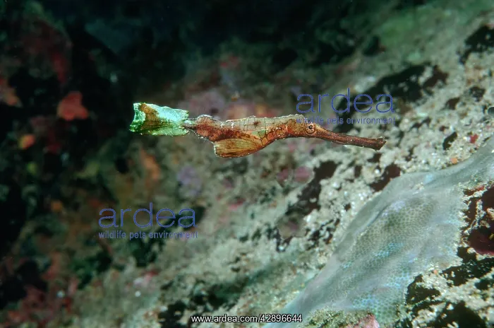 : Ghost Pipe Fish - Pretending to be a piece of weed : Ghost Pipe Fish - Pretending to be a piece of weed