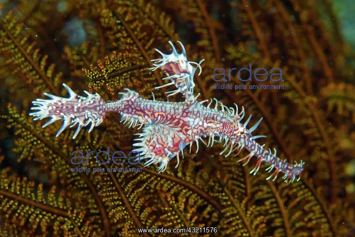 : Ghost pipefish (Solenostomidae) that can : Ghost pipefish (Solenostomidae) that can