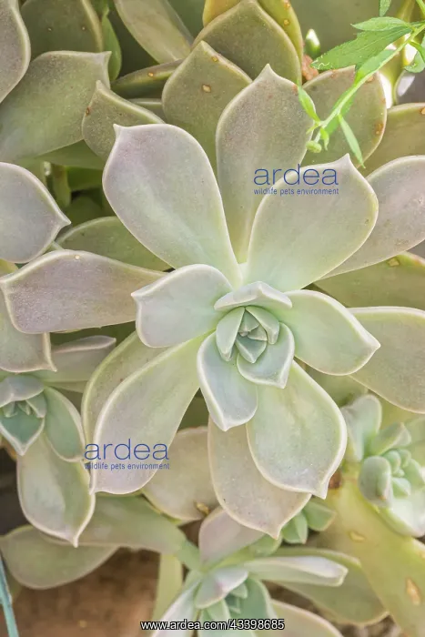 : Ghost Plant, Graptopetalum paraguayense : Ghost Plant, Graptopetalum paraguayense