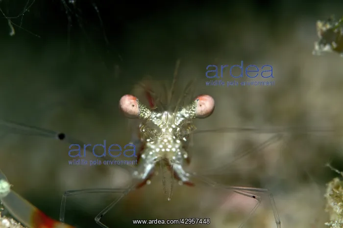 : Ghost Shrimp : Ghost Shrimp