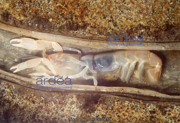 : GHOST SHRIMP in tube : GHOST SHRIMP in tube